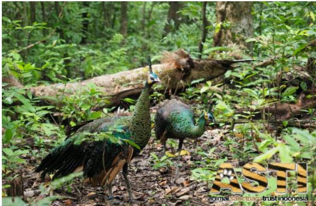 ASTIndonesia's tweet photo. Last view of two of our #Javanpeafowls after their release, as they make their way into the forest in the middle of nowhere. https://t.co/4ucYDc4Se2