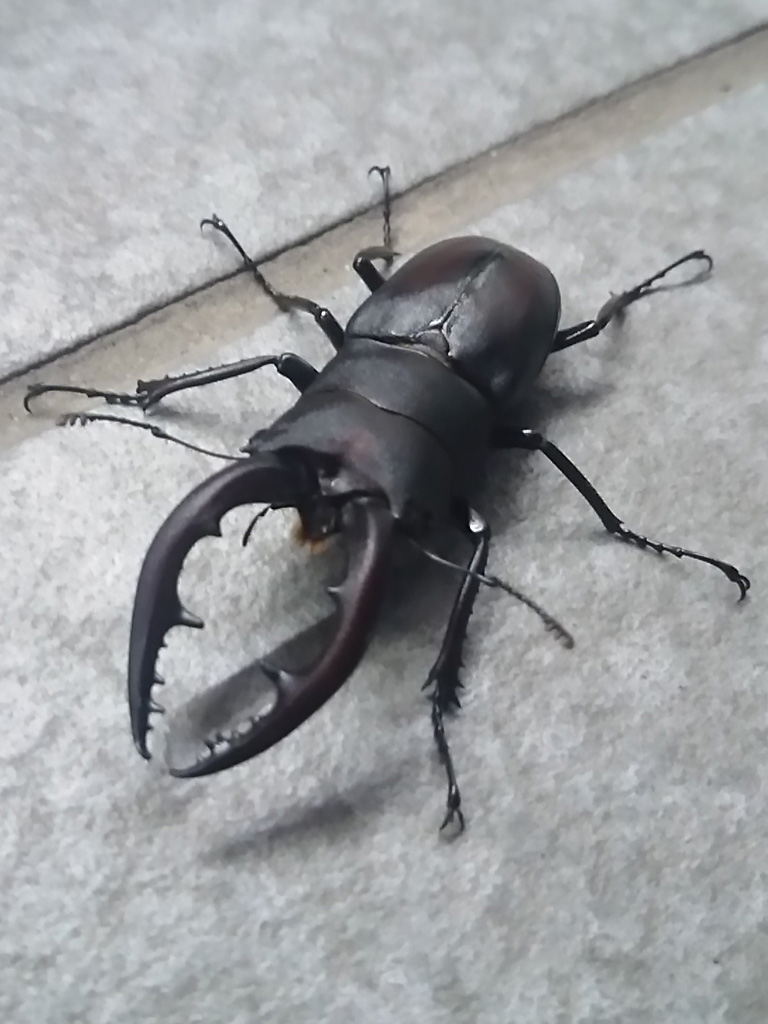 冬なのに玄関前にクワガタがいる 奇妙だ オレ達は今なんらかの スタンド攻撃 を とりから 9 26新刊出ました のイラスト