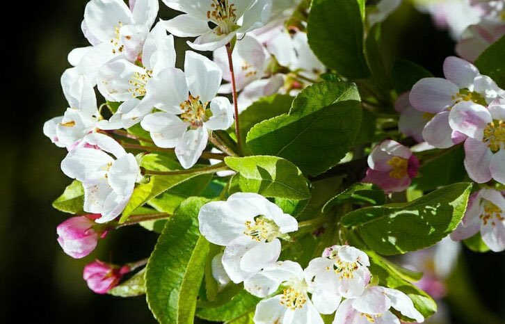 花 水の色も風のにおいも 変わったね 明日の朝 僕は船に乗り 離ればなれになる 夢に見た君との旅路はかなわない きっと僕ら 導かれるまま には 歩き続けられない 二度と 草野正宗 西洋林檎 花言葉 導かれるままに ﾅｴ