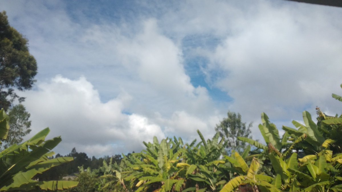 Another beautiful morning filled with birds chirping, humidity and bananas.  #farmlife