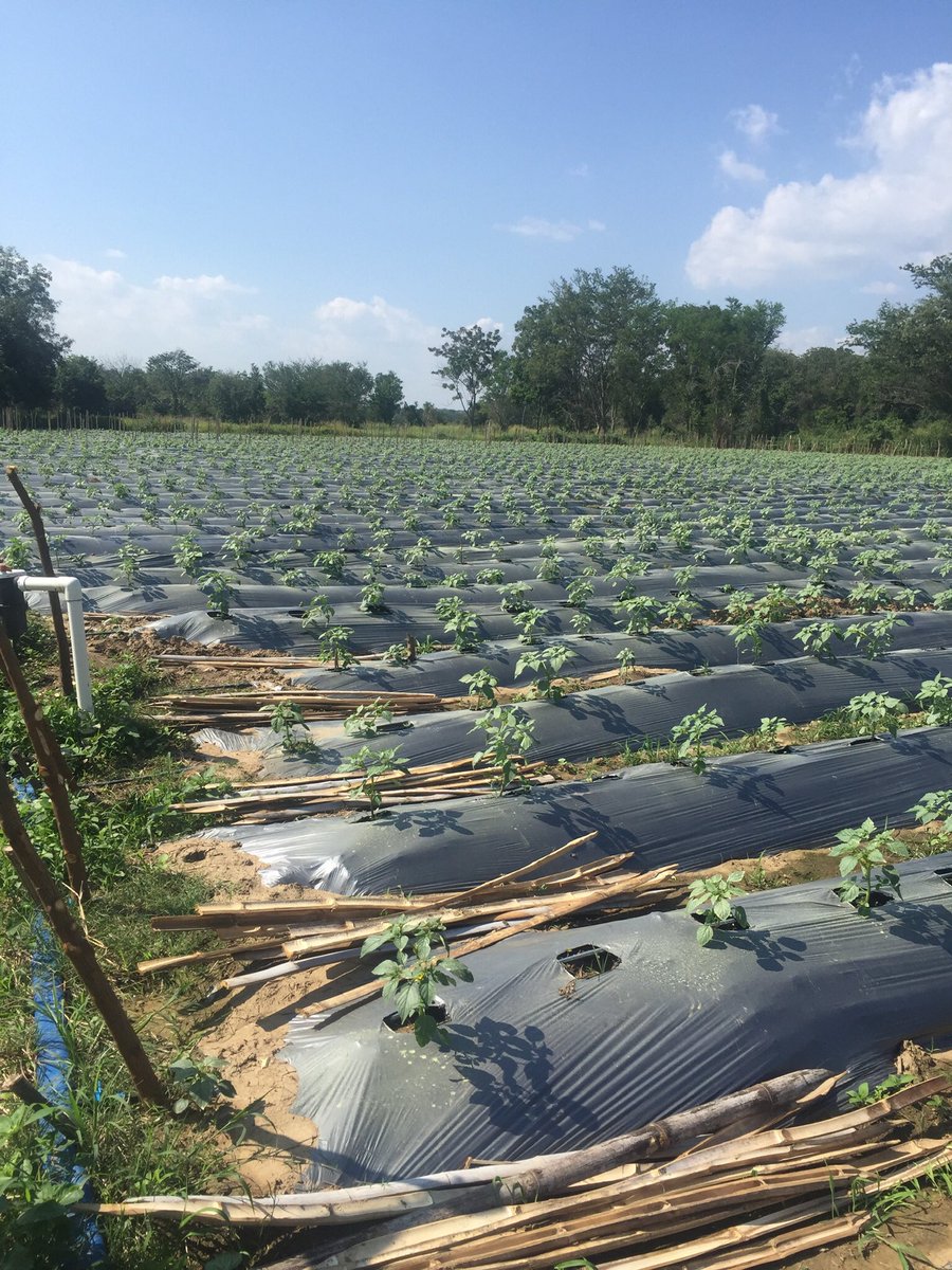 AgroMk2's tweet photo. #NuevosProyectos #ChiapasProduce #ChiapasExporta #Tomatillos “En un mes” https://t.co/123Kd09IBb