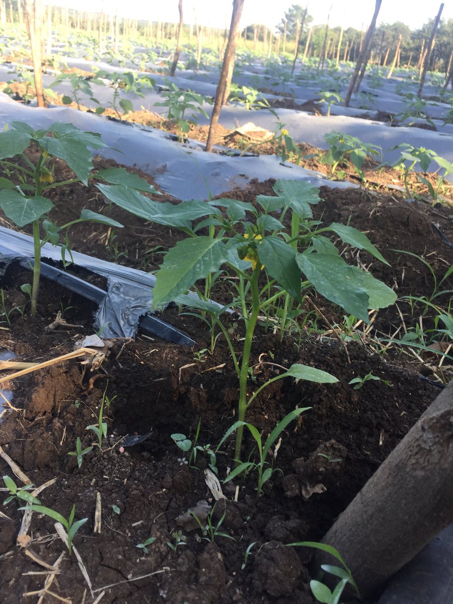 AgroMk2's tweet photo. #NuevosProyectos #ChiapasProduce #ChiapasExporta #Tomatillos “En un mes” https://t.co/123Kd09IBb