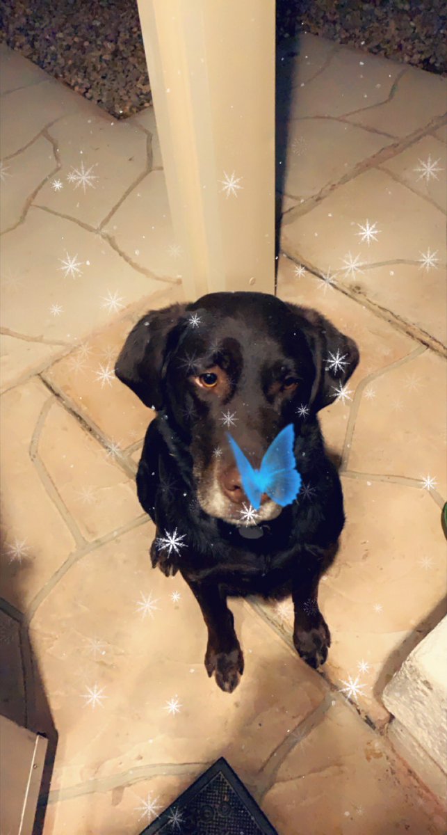 angelinabaray's tweet photo. I love my little JJ. He’s so photogenic. He waited so patiently for this butterfly to land ever so delicately on his nose...lol. #snapchatFilter #livingThatLabLife #chocolateLab #myLittleBaby #DesertDog https://t.co/5khYXQfJD0