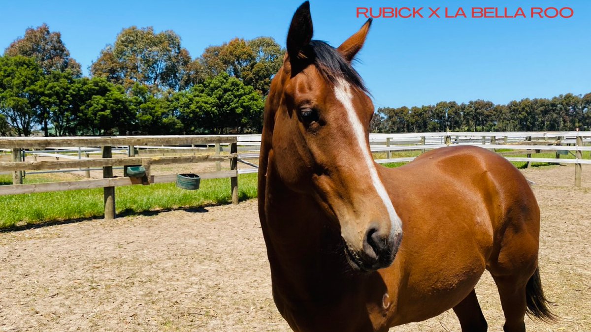 Carbine_Racing's tweet photo. Nice to be out and about again checking up on the progress of our spellers who are looking fantastic! #rubick #thedec #mysterylove https://t.co/CCzqKeUlW5
