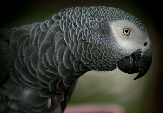Infomanic2's tweet photo. An African grey parrot named Alex is believed to be the first animal ever to ask an existential question .he wanted to know what colour he was 
#TwitterNatureCommunity 
#DuduMyeni 
#Africa #Turquoise 
@IMQFT @Marcus_KS13 
#NaturePhotography 
@earth @SpaceX 
@nature #savebirds https://t.co/21BP1VZFpg