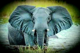 Infomanic2's tweet photo. Did u know : elephants can smell water  upto 3 miles away but, human cannot smell water itself
#BlueIvy 
#turquoise 
#TwitterNatureCommunity 
#NativeAmericanHeritageMonth 
#TheFamilyChantel 
#DuduMyeni 
#SaveAnimalsServeNature 
#Elephants #NaturePhotography 
Do follow @Infomanic2 https://t.co/X5CCHsx9Fx
