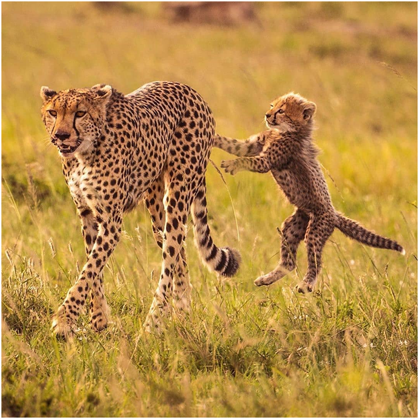 Wild Baby cherishing her mum at #serengeti National Park. 

#wildlife #cheetah #tanzaniawildlife #wildlifephotography #serengetinationalpark #animals #naturephotography #adventure #travelphotography #photography #nationalpark #animal #natgeo #photooftheday #terrantanzaniawildlife