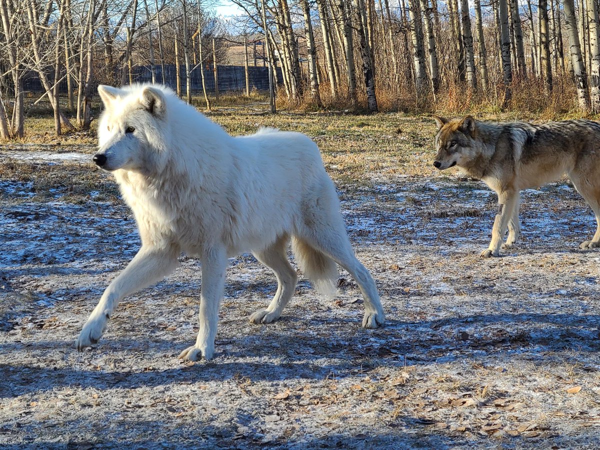 Kathlayne's tweet photo. Visited @YamnuskaWDSanct today ! Amazing visit. They just rescued 10 more wolfdogs they need our support! https://t.co/RGnwvpgOeY