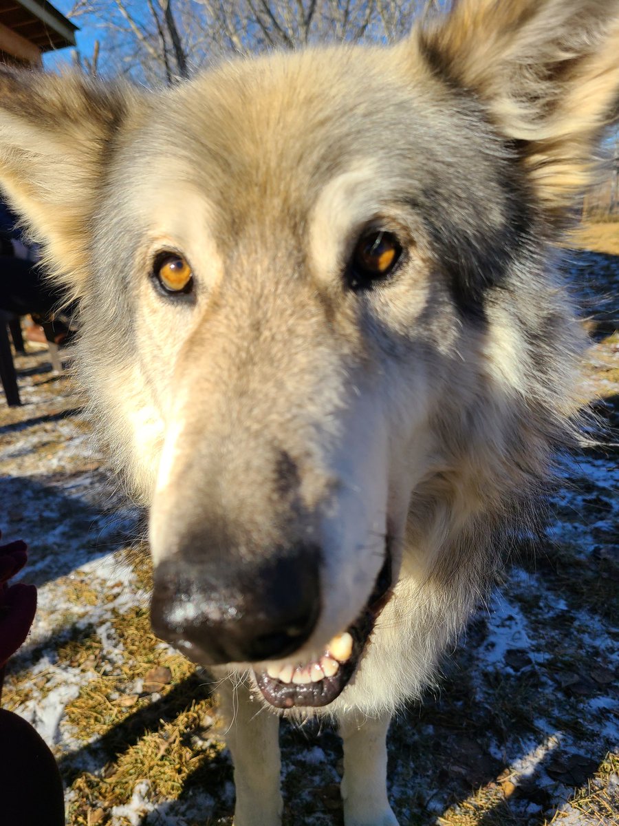 Kathlayne's tweet photo. Visited @YamnuskaWDSanct today ! Amazing visit. They just rescued 10 more wolfdogs they need our support! https://t.co/RGnwvpgOeY