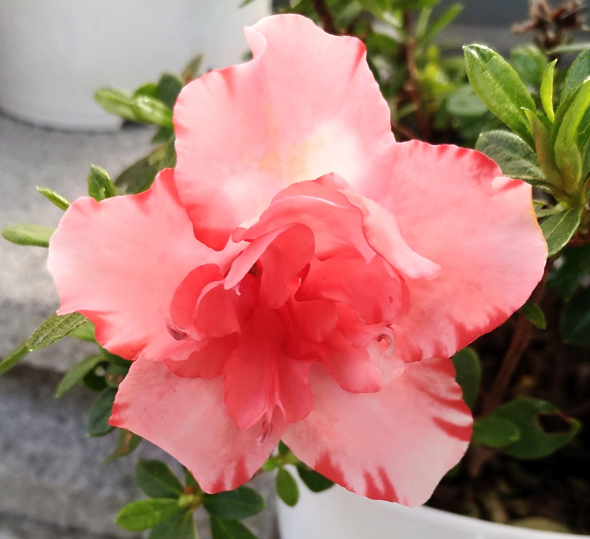 تويتر こころんグリーン على تويتر ２色のアザレアの花が咲いています ピンクと赤のツートンカラーの花が開いています この季節なので 随分長い間咲いています アザレア ピンク 赤 ツツジ科 秋の花 秋 園芸品種 熊本市南区 熊本 ガーデニング 園芸