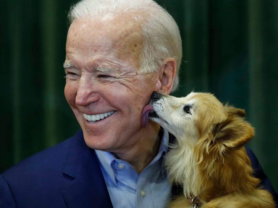 BiIndia's tweet image. #FirstDogs: Actually, the #Bidens' pup isn't the first rescue dog in the #WhiteHouse 

businessinsider.in/thelife/news/a…
