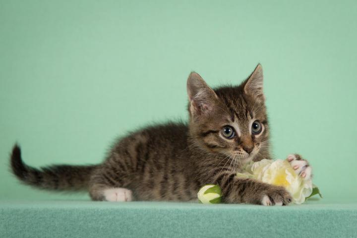 CatADS_ru's tweet photo. Самые милые котята. Москва и МО. Дворовая кошка бросила недельных котят. Сейчас им уже два с половиной месяца, малышки совсем ручные и обожают людей. Детки упитанны и здоровы. https://t.co/gUU03M15Wd
#котята #kittens #вдобрыеруки https://t.co/NOMhKEkEHS