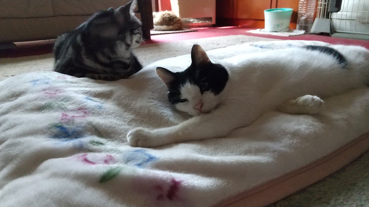 元 猫カフェ まるまり Nekomarumari Twitter 元 猫カフェ まるまり Nekomarumari Twitter
