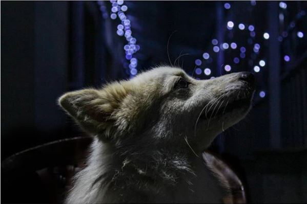savethepawsinfo's tweet photo. Oh, how beautiful will the Diwali night be if it were to be as serene and as calm as this pupper! Let's have a cracker-free Diwali and make it easier for them to enjoy!
Credits: @rohansees
#savethepawsinfo #teamsavethepaws #adoptdontshop #lovedogs #diwalifestive #crackerfree #joy https://t.co/kVeUa7gqKX