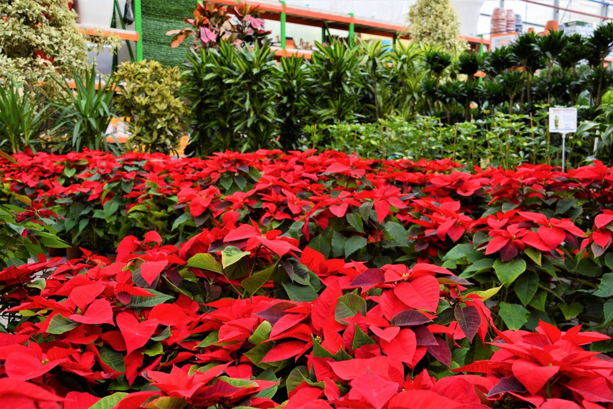 Bahce Market On Twitter Dunyanin En Guzel Cicegi Ataturk Cicegi Dunyanin En Guzel Cicegi Her Turk Icin Hic Suphesiz Ulu Onderimizin Adini Tasiyan Ataturk Cicegidir Kan Kirmizisi Rengi Bayragimizi Cagristirirken