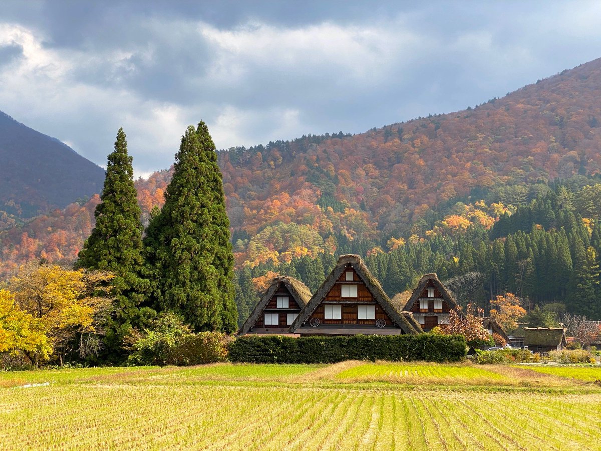 勝手に岐阜県観光大使 年11月8日 日 の白川郷です 強風が吹いたため かなりの落葉があったかと思ます 飛騨地方は秋から冬へ 岐阜県 白川郷 合掌造り 世界遺産 飛騨高山 紅葉 秋 冬がはじまるよ 岐阜観光 Goto 岐阜県観光大使