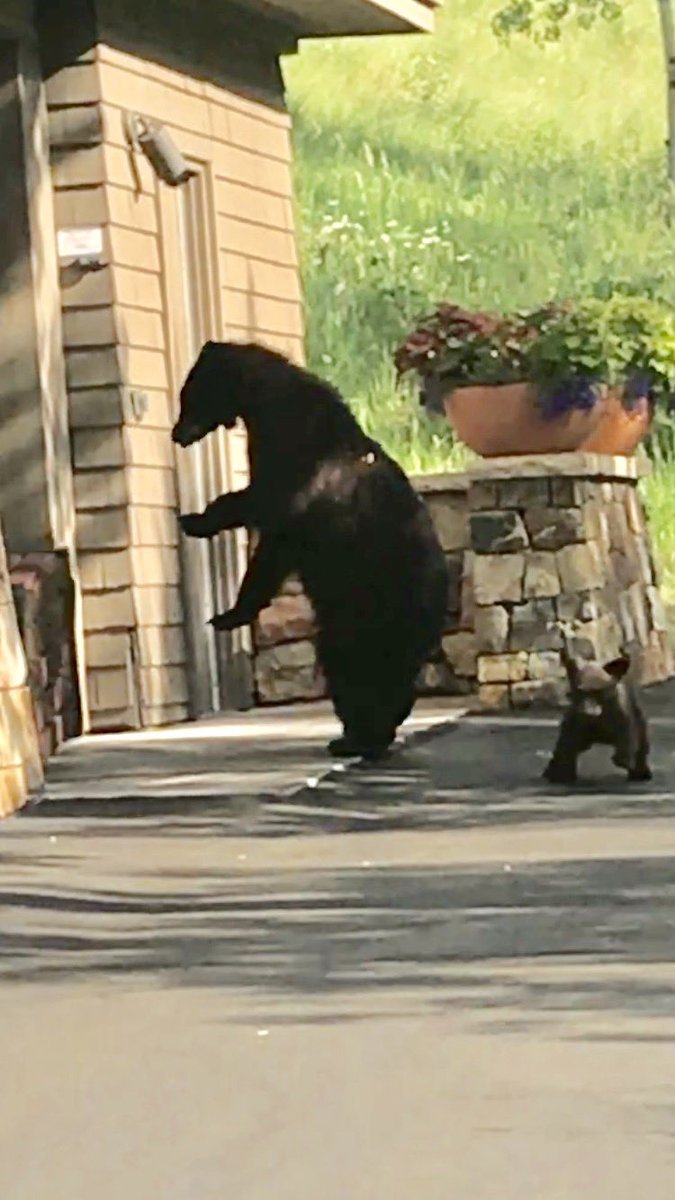 marcostrofsky's tweet photo. ⁦@GolfDigest⁩.   Bobcat Scary?   Baloney.  How about momma bear and cub at the halfway house (smelled food). https://t.co/r1BYLSTrtt