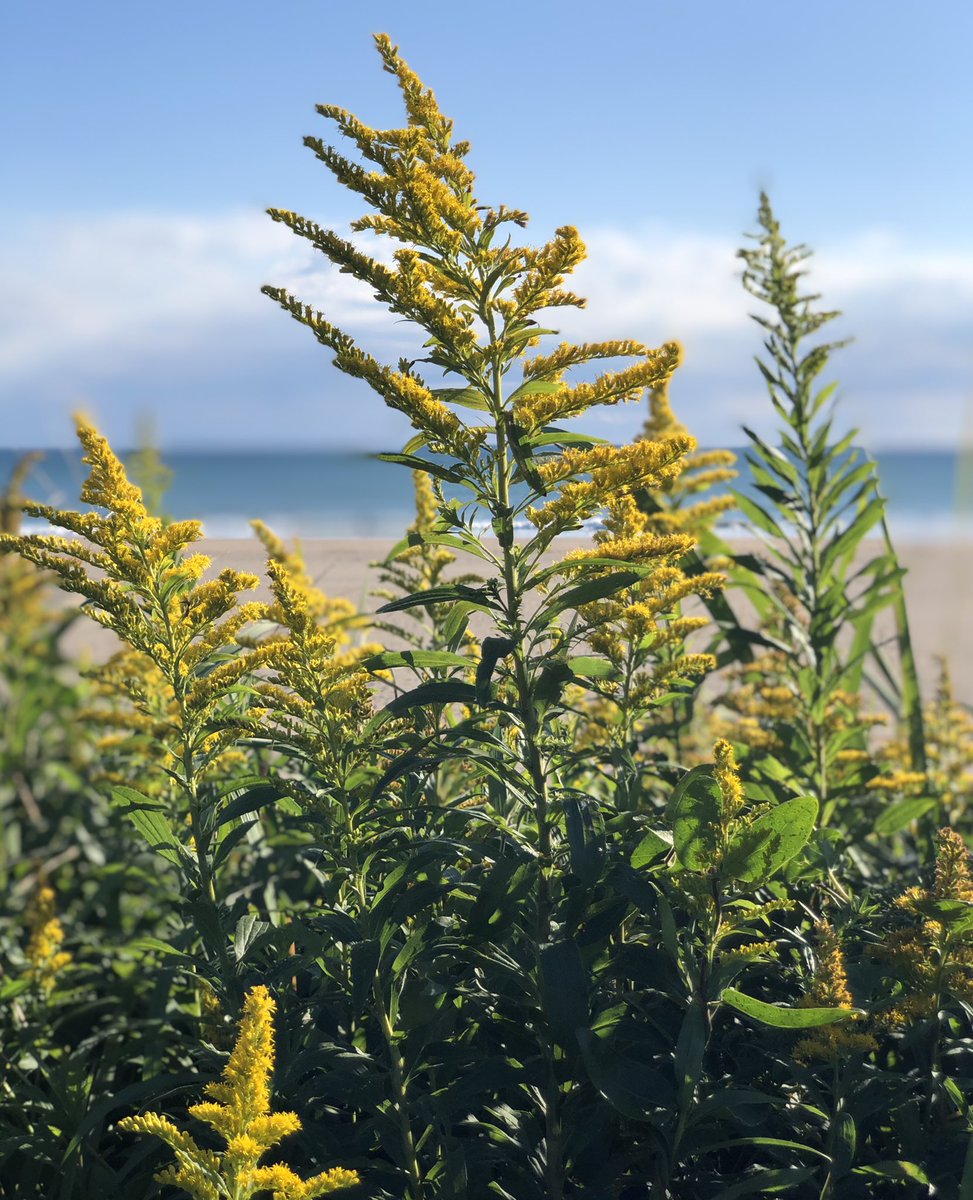 秋の植物 Twitter Search