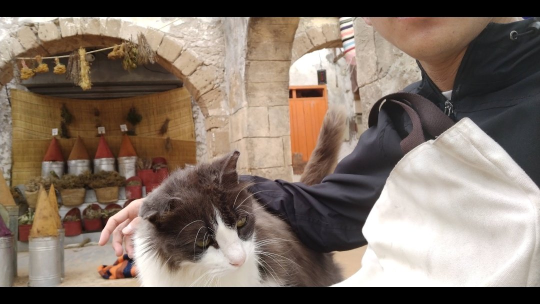 ted_kho's tweet photo. I'm not a cat person however cats always come to me wherever I am.
Ini waktu shooting John Wick 3 di Essaouira, Maroko. Kota pelabuhan yang banyak pedagang ikan.
Yang pertama dia tiba-tiba datang nyamperin minta dielus-elus.
Kucing-kucing di sana bulunya bagus-bagus https://t.co/WEHvr6jidd