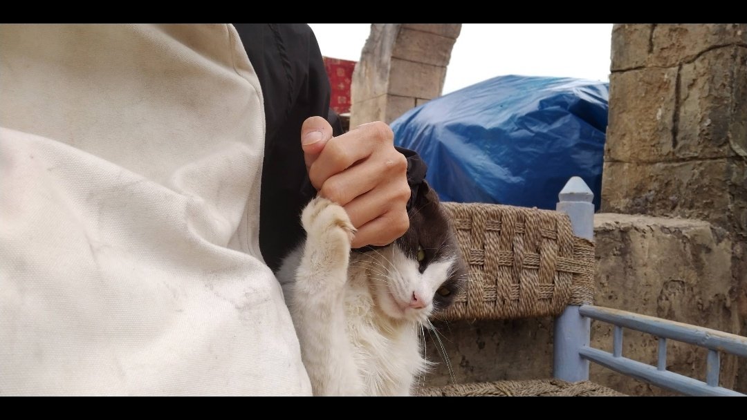 ted_kho's tweet photo. I'm not a cat person however cats always come to me wherever I am.
Ini waktu shooting John Wick 3 di Essaouira, Maroko. Kota pelabuhan yang banyak pedagang ikan.
Yang pertama dia tiba-tiba datang nyamperin minta dielus-elus.
Kucing-kucing di sana bulunya bagus-bagus https://t.co/WEHvr6jidd