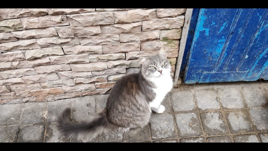 ted_kho's tweet photo. I'm not a cat person however cats always come to me wherever I am.
Ini waktu shooting John Wick 3 di Essaouira, Maroko. Kota pelabuhan yang banyak pedagang ikan.
Yang pertama dia tiba-tiba datang nyamperin minta dielus-elus.
Kucing-kucing di sana bulunya bagus-bagus https://t.co/WEHvr6jidd