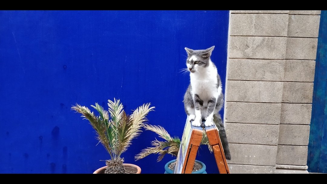 ted_kho's tweet photo. I'm not a cat person however cats always come to me wherever I am.
Ini waktu shooting John Wick 3 di Essaouira, Maroko. Kota pelabuhan yang banyak pedagang ikan.
Yang pertama dia tiba-tiba datang nyamperin minta dielus-elus.
Kucing-kucing di sana bulunya bagus-bagus https://t.co/WEHvr6jidd