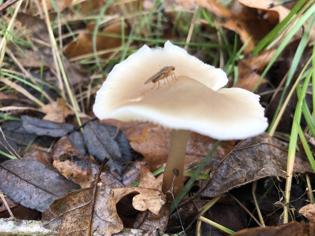 Aiming for daily walks during our limited hours of daylight during lockdown. Yesterday’s was via a small piece of woodland to search for fungi. A phrase I never thought I’d utter a year ago! Prepare for fungi fabulousness. First via app ID: a poisonous fragrant funnel.