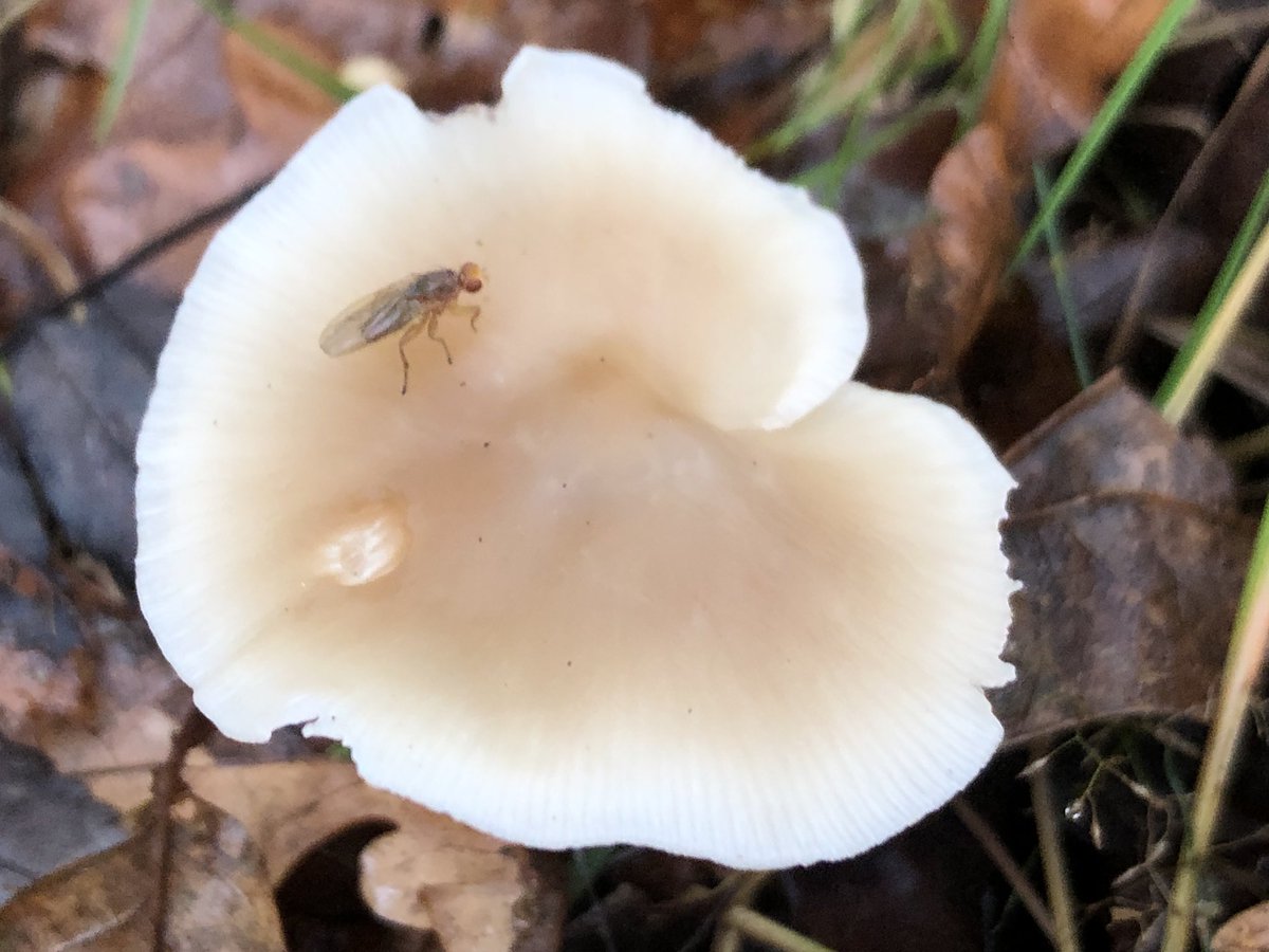 Aiming for daily walks during our limited hours of daylight during lockdown. Yesterday’s was via a small piece of woodland to search for fungi. A phrase I never thought I’d utter a year ago! Prepare for fungi fabulousness. First via app ID: a poisonous fragrant funnel.