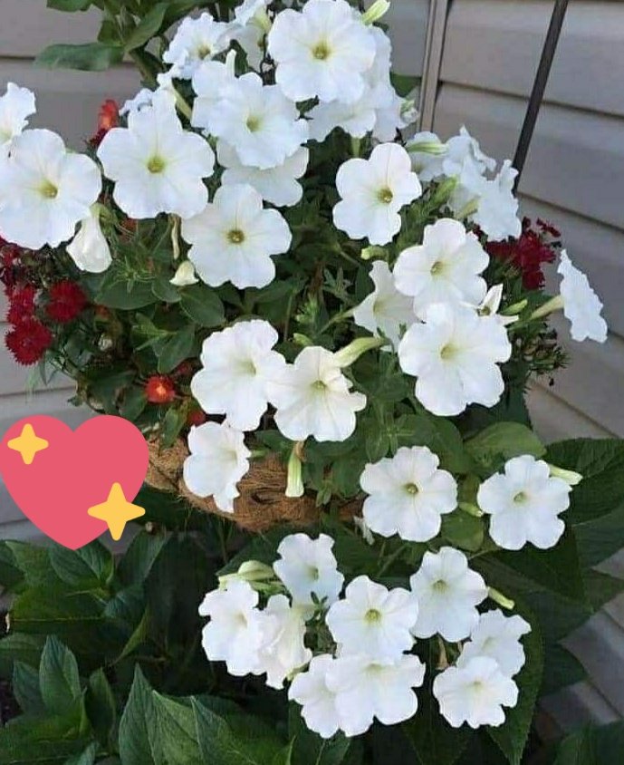 يا أبيض القلب لا تحزن إذا زعموا 
...................أن البياض في هذا العصر تغفيل 
إن البياض وإن أعيته غربته 
...............أبهي الصفات ،  وفوق الروح إكليل 
...........تحية للقلوب الصافية .............
...........لأصحاب النوايا الطيبة ...........🌹
