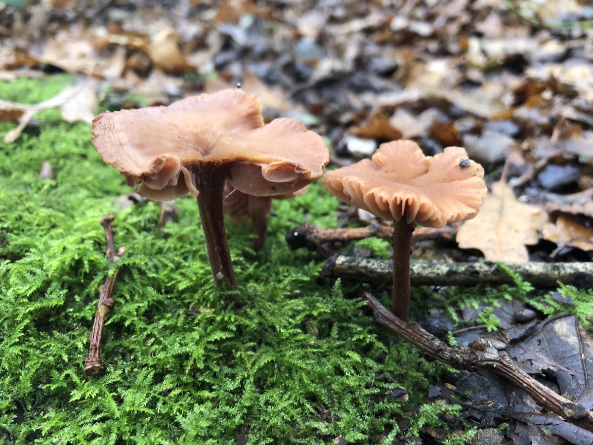 Next up an edible mushroom that is called a deceiver because it’s appearance varies. It’s considered the mushroom equivalent of a weed and easy to miss among the leaves but rather like it.