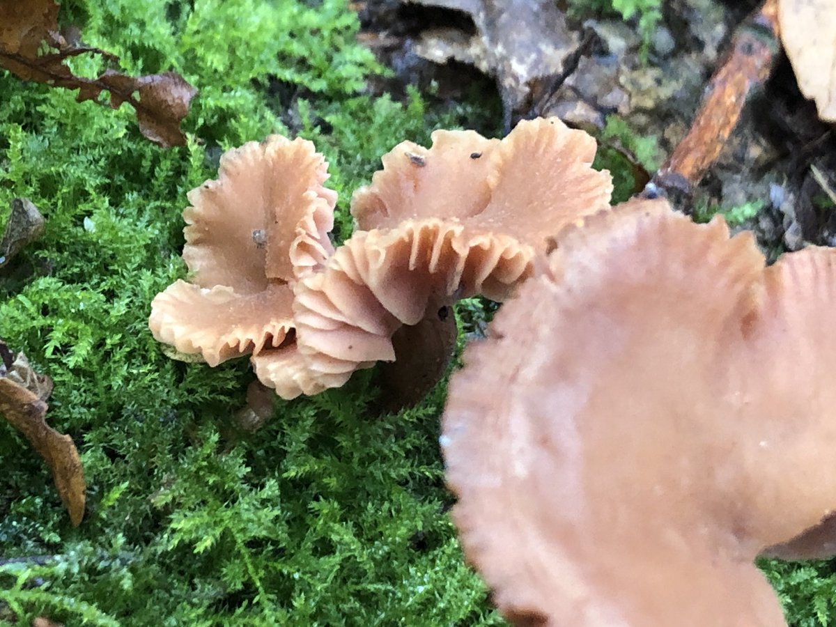Next up an edible mushroom that is called a deceiver because it’s appearance varies. It’s considered the mushroom equivalent of a weed and easy to miss among the leaves but rather like it.