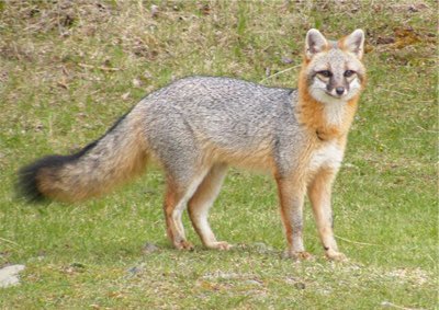 Looking at pictures of foxes. Gray foxes are basically raccoon foxes. It’s weird 