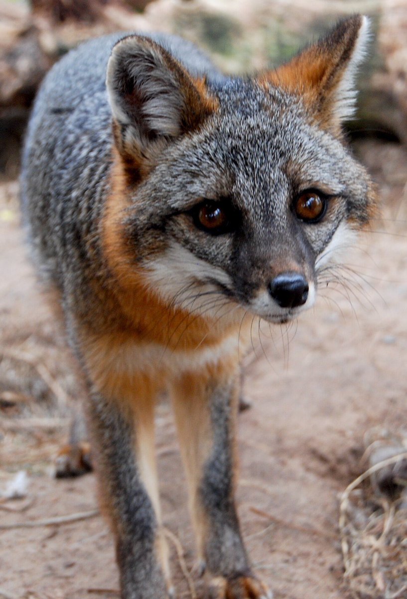 Looking at pictures of foxes. Gray foxes are basically raccoon foxes. It’s weird 