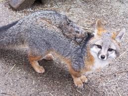 Looking at pictures of foxes. Gray foxes are basically raccoon foxes. It’s weird 