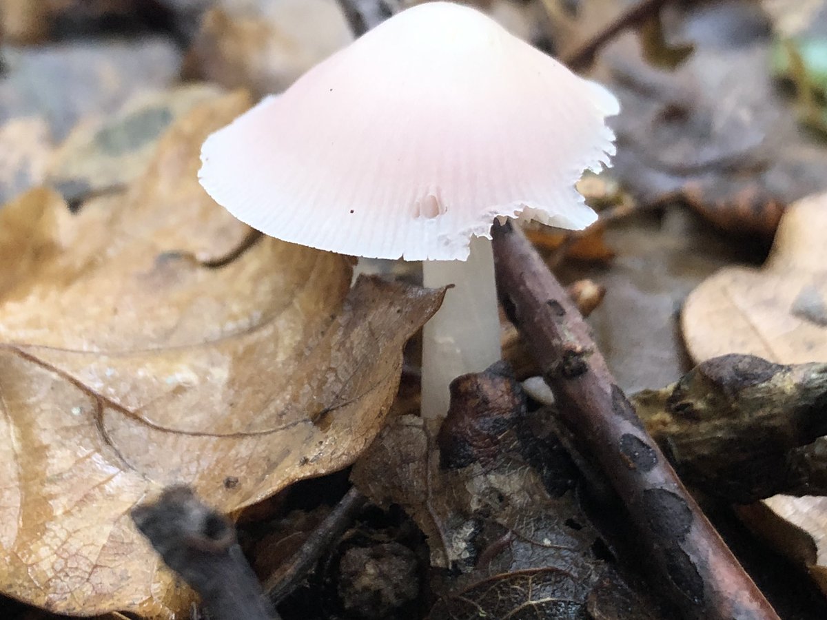 I was keen to find some colourful mushrooms as have only seen shades of white and brown this season so rather pleased to spot a lilac bonnet. Toxic, paler blush than I expected but colour depends on amount of light available and sure enough...