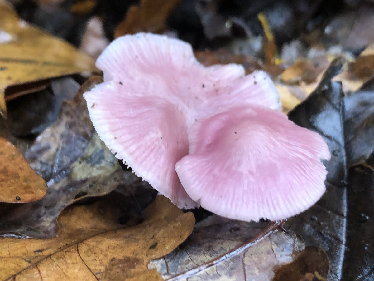 In another part of the wood came across much deeper coloured lilac bonnets. Though more pink than lilac. Gorgeous.
