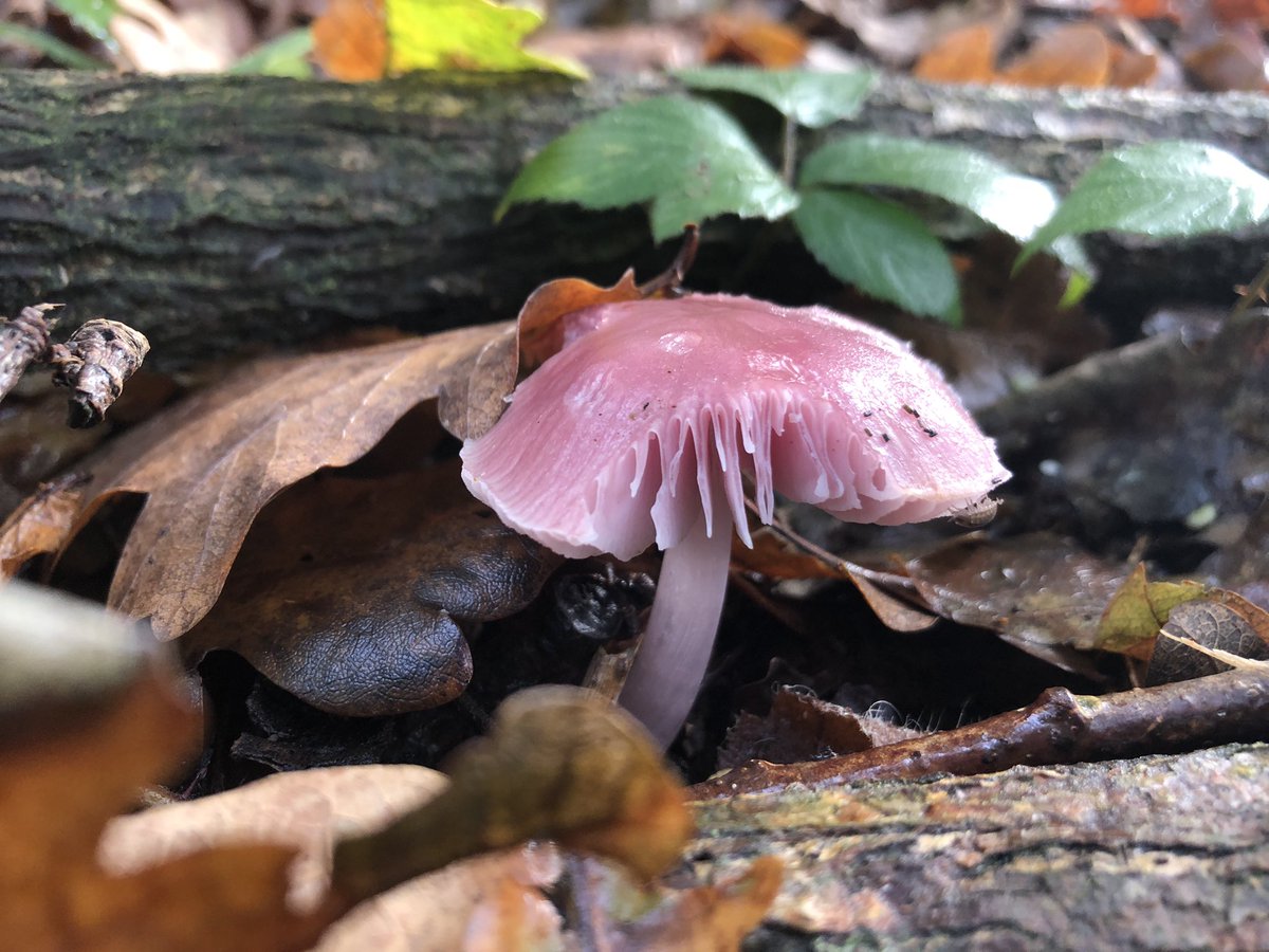In another part of the wood came across much deeper coloured lilac bonnets. Though more pink than lilac. Gorgeous.