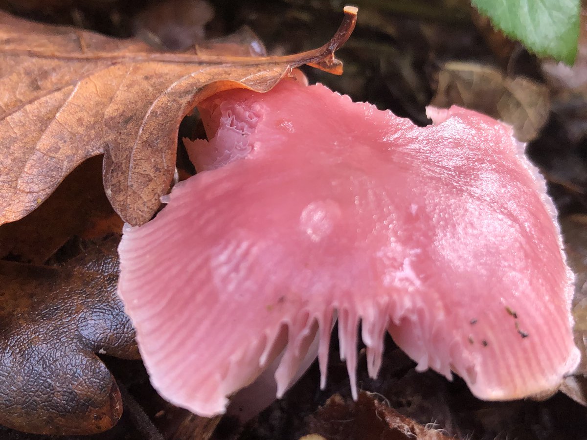 In another part of the wood came across much deeper coloured lilac bonnets. Though more pink than lilac. Gorgeous.
