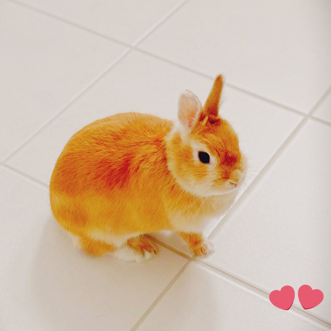 Mu Honeybadger 親バカモードですいません ウサギ うさぎ ネザーランドドワーフ Rabbit 癒し系 フワフワ うさんぽ もふもふ 悪戯うさぎ 動くぬいぐるみ うさぎの居る暮らし うさぎ派 ウサギ好き 茶色 カワイイ 親バカ 箱入娘 T