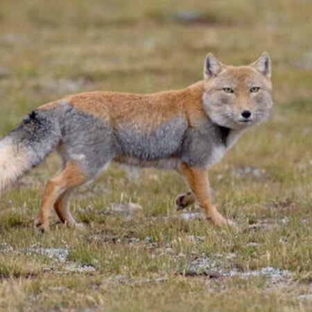 Tibetan sand fox looks like if I tried to draw a fox from memory.