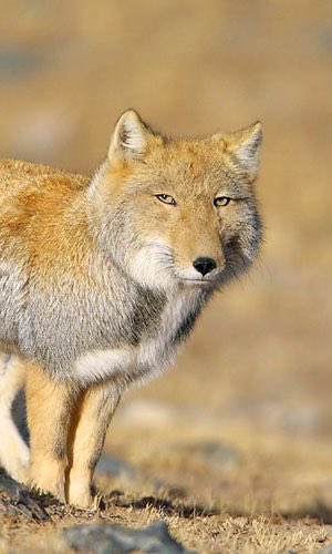 Tibetan sand fox looks like if I tried to draw a fox from memory.