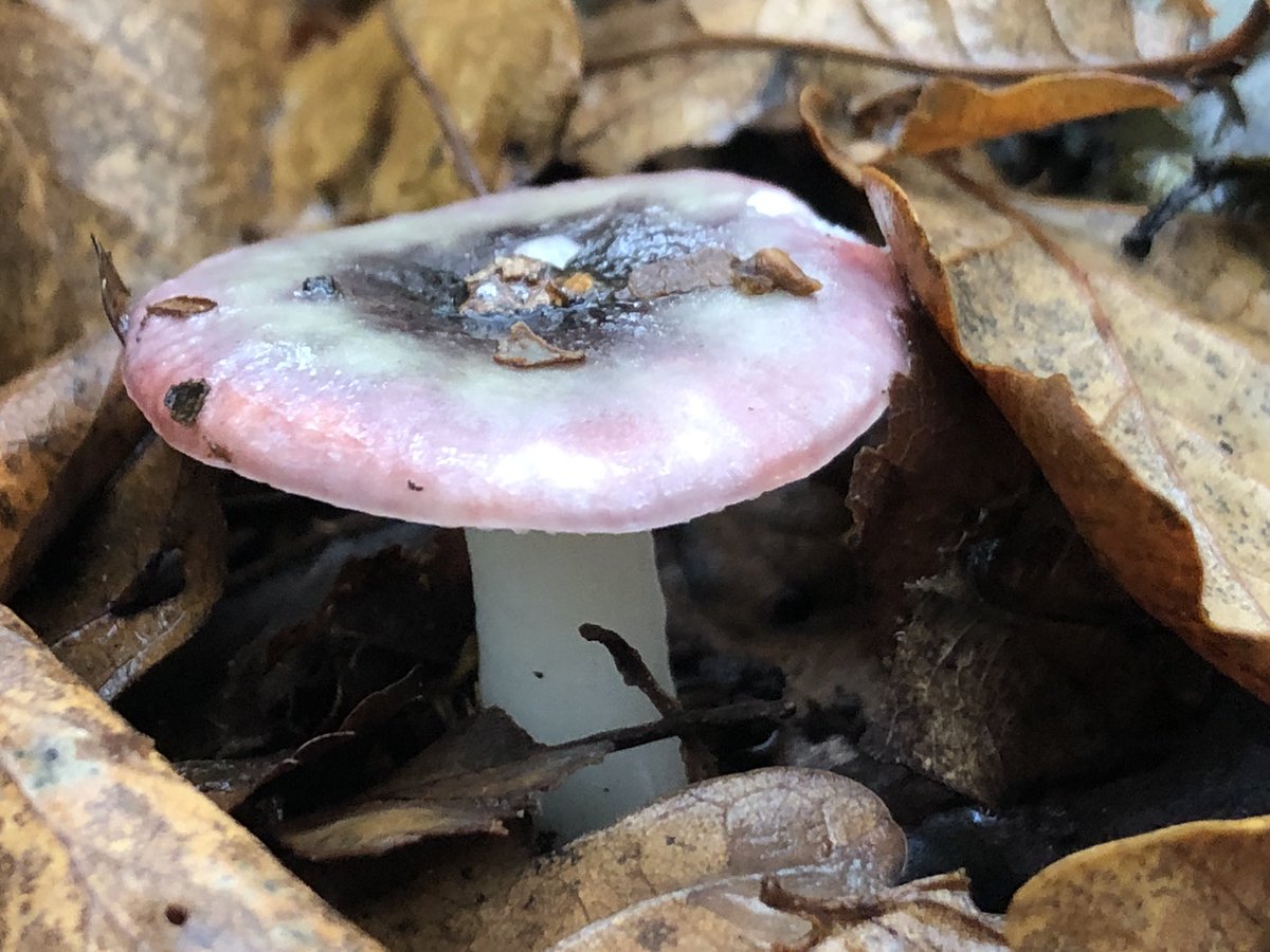 Ah... there are rosy bonnets too. So that might explain the pink colours of previous photos... unsure of this though may be a brittlegill of some sort.