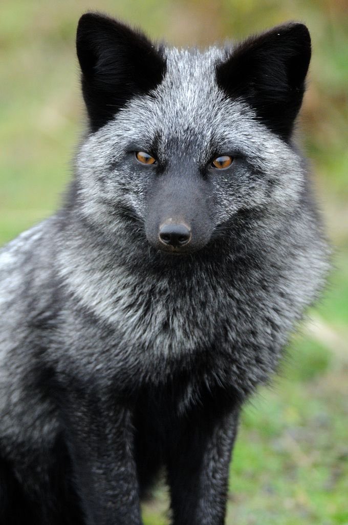 Silver foxes look mad expensive. It’s weird that we call men with white hair silver foxes but then there’s this. Like Anderson Cooper is hot, but he doesn’t look this cool.