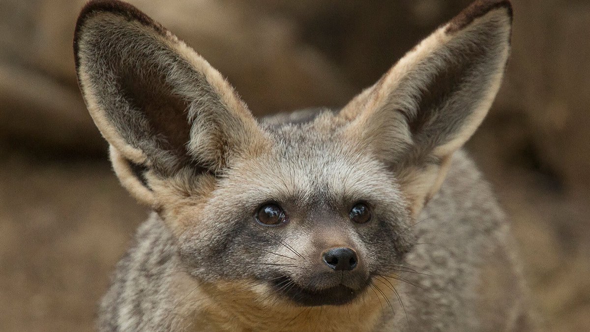 Bat eared fox. Demon.