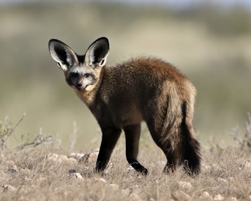 Bat eared fox. Demon.