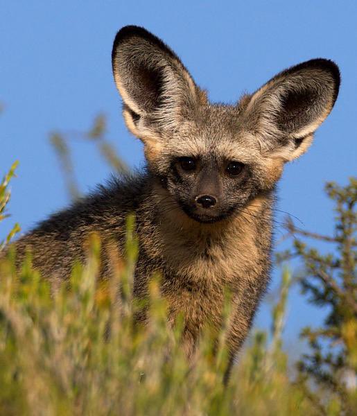 Bat eared fox. Demon.