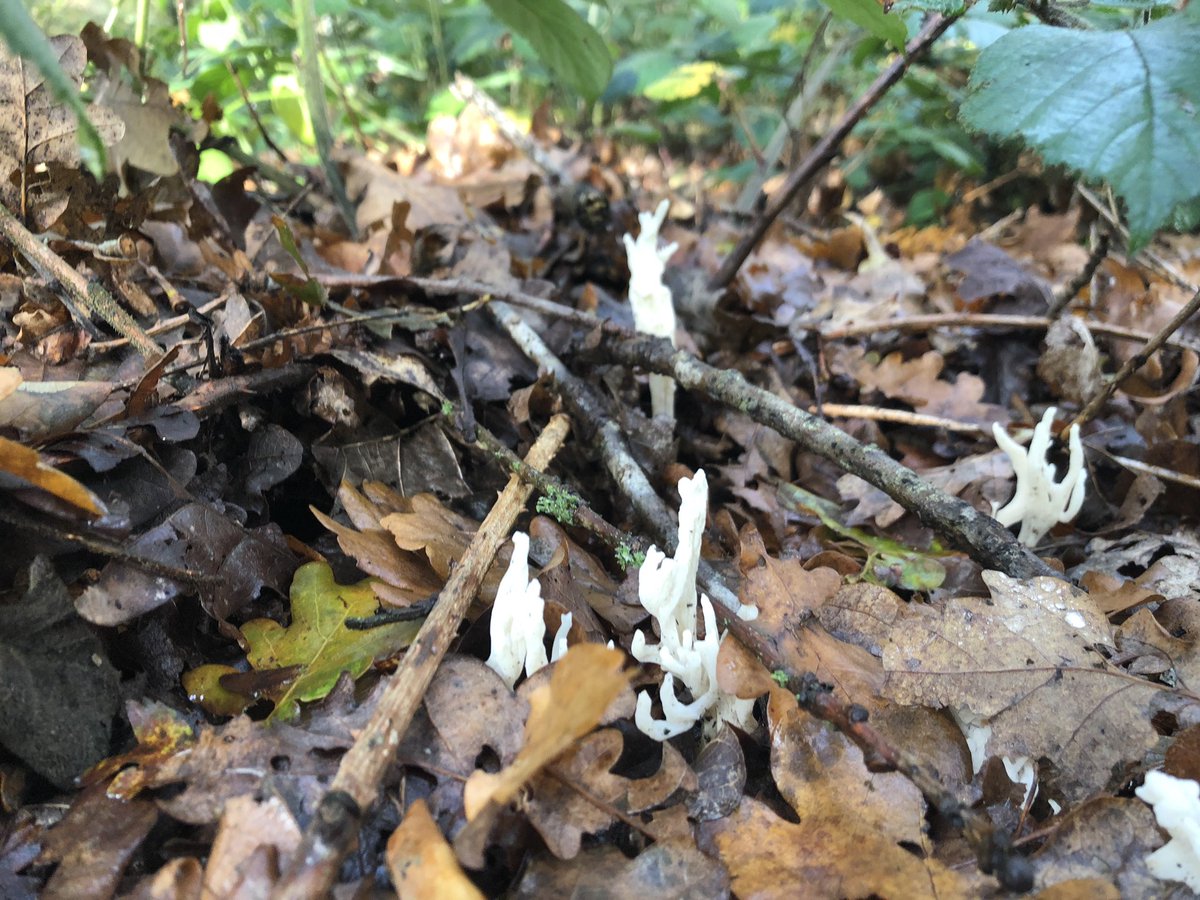 No colour at all now and, as it’s appearance suggests, a type of coral fungus called wrinkled club. Edible but I’m not taking any chances.