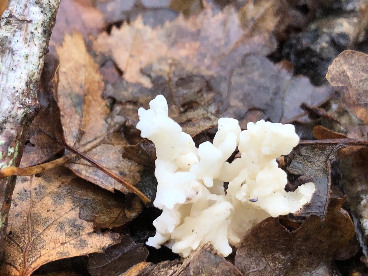 No colour at all now and, as it’s appearance suggests, a type of coral fungus called wrinkled club. Edible but I’m not taking any chances.