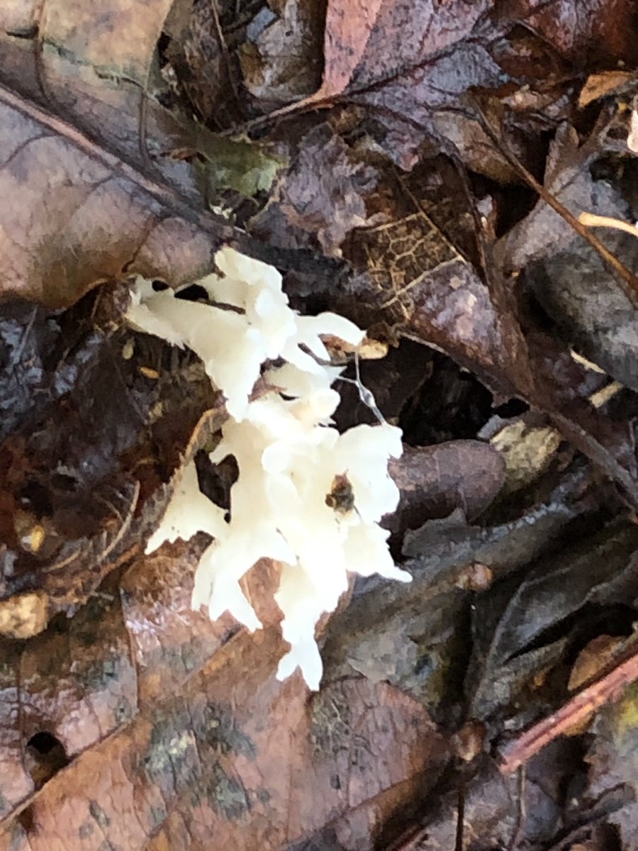 No colour at all now and, as it’s appearance suggests, a type of coral fungus called wrinkled club. Edible but I’m not taking any chances.