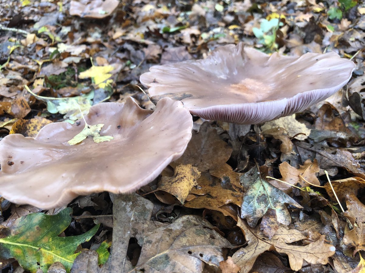 A wood blewit (again according to an app) with a hint of blush on its gills.
